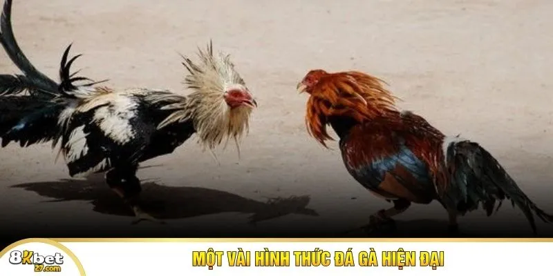 Một vài hình thức đá gà hiện đại